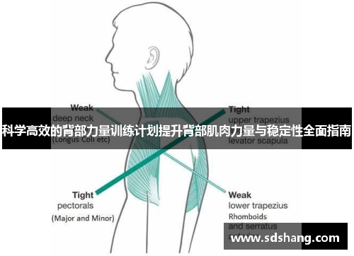 科学高效的背部力量训练计划提升背部肌肉力量与稳定性全面指南